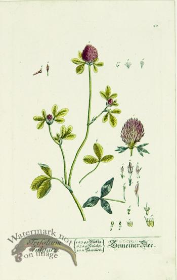 Blackwell German 101